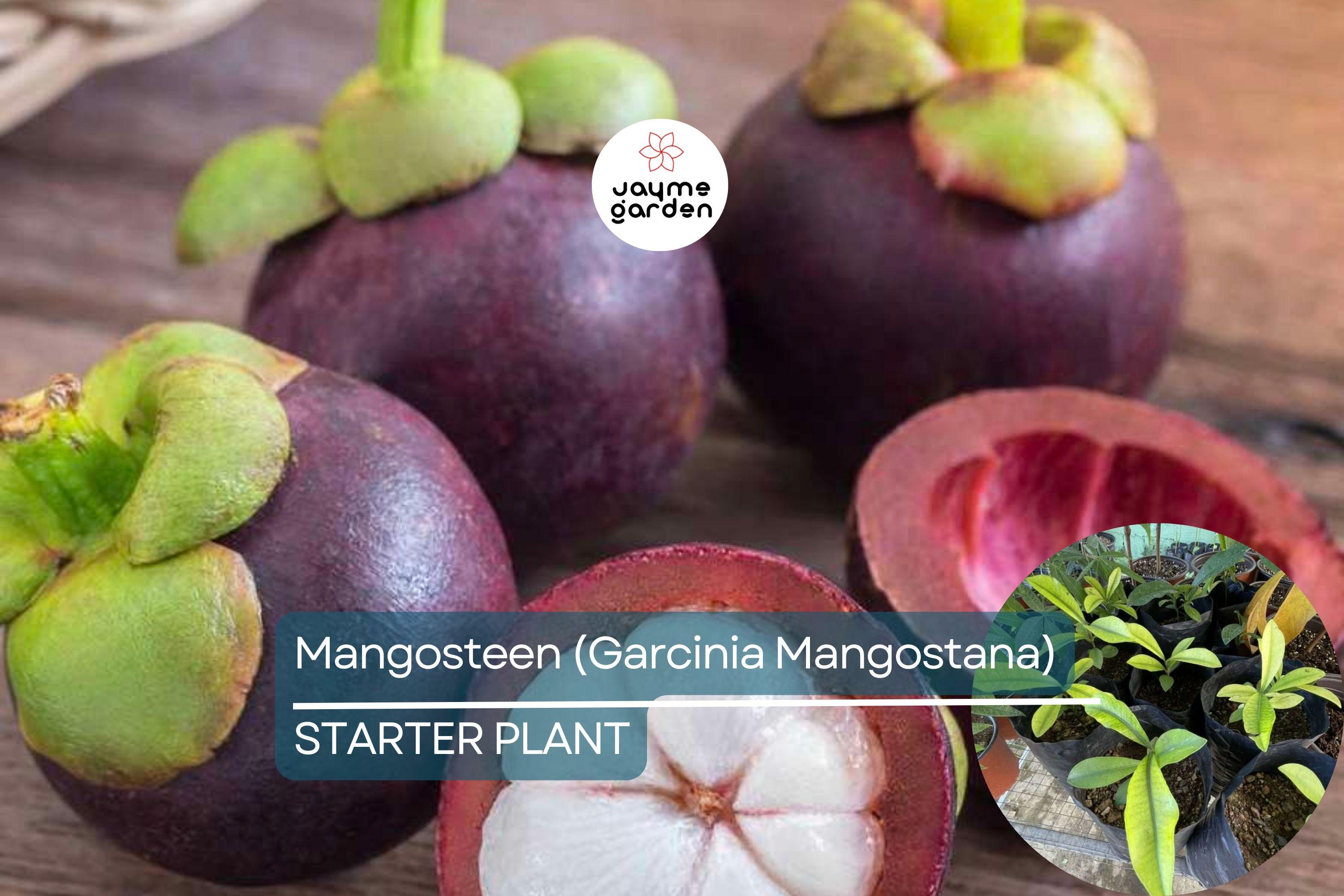 1 Mangosteen Tree (Garcinia Mangostana) Exotic Tropical Fruit Tree 6” | Queen of Fruits, Sweet & Tangy Flavor