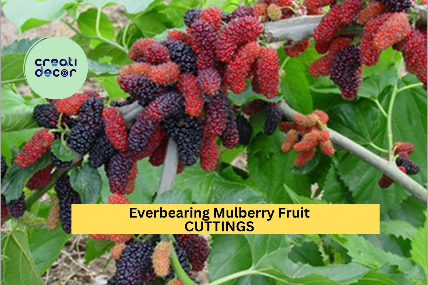 6 Illinois Everbearing Mulberry Cuttings – 6–10” Scions for Grafting or Rooting | Morus rubra x alba Tree for Orchards or Food Forests