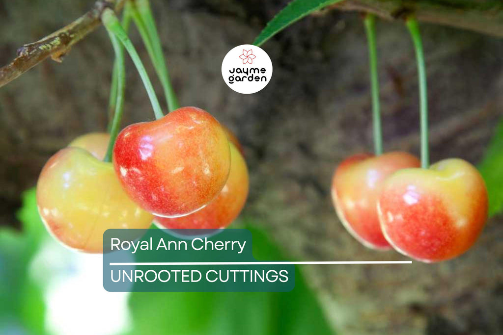 Royal Ann Cherry Tree Scion Cuttings | 3 Fresh Cuttings | Grafting | Cold-Hardy, Sweet Yellow-Red Cherries | Great for Containers