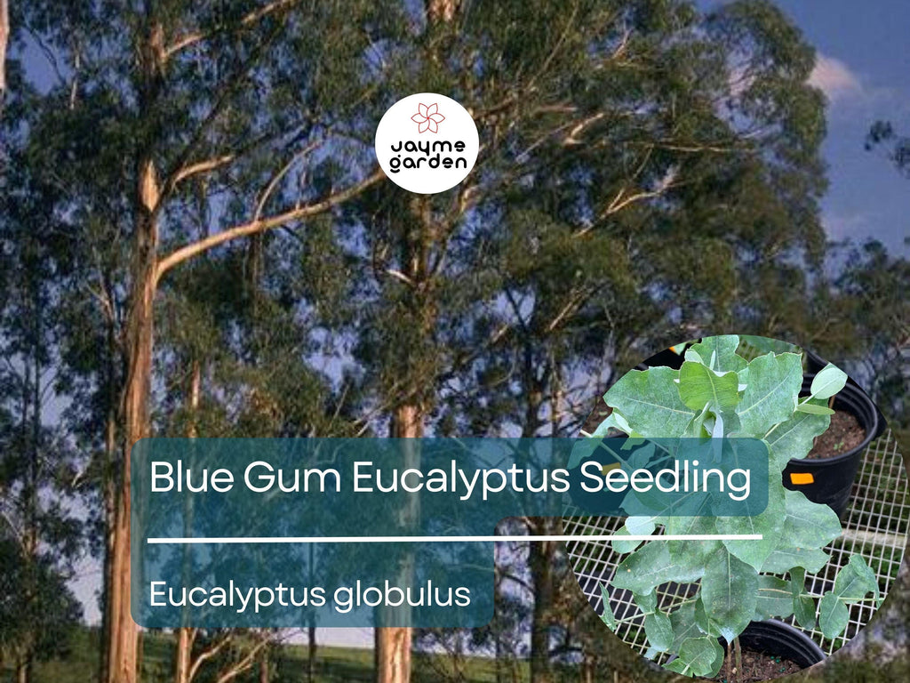 Blue Gum Eucalyptus Starter Plant (Eucalyptus globulus) - Live Plant 2′-3′ Tall - Aromatic Tree for Garden, Landscaping, & Essential Oils