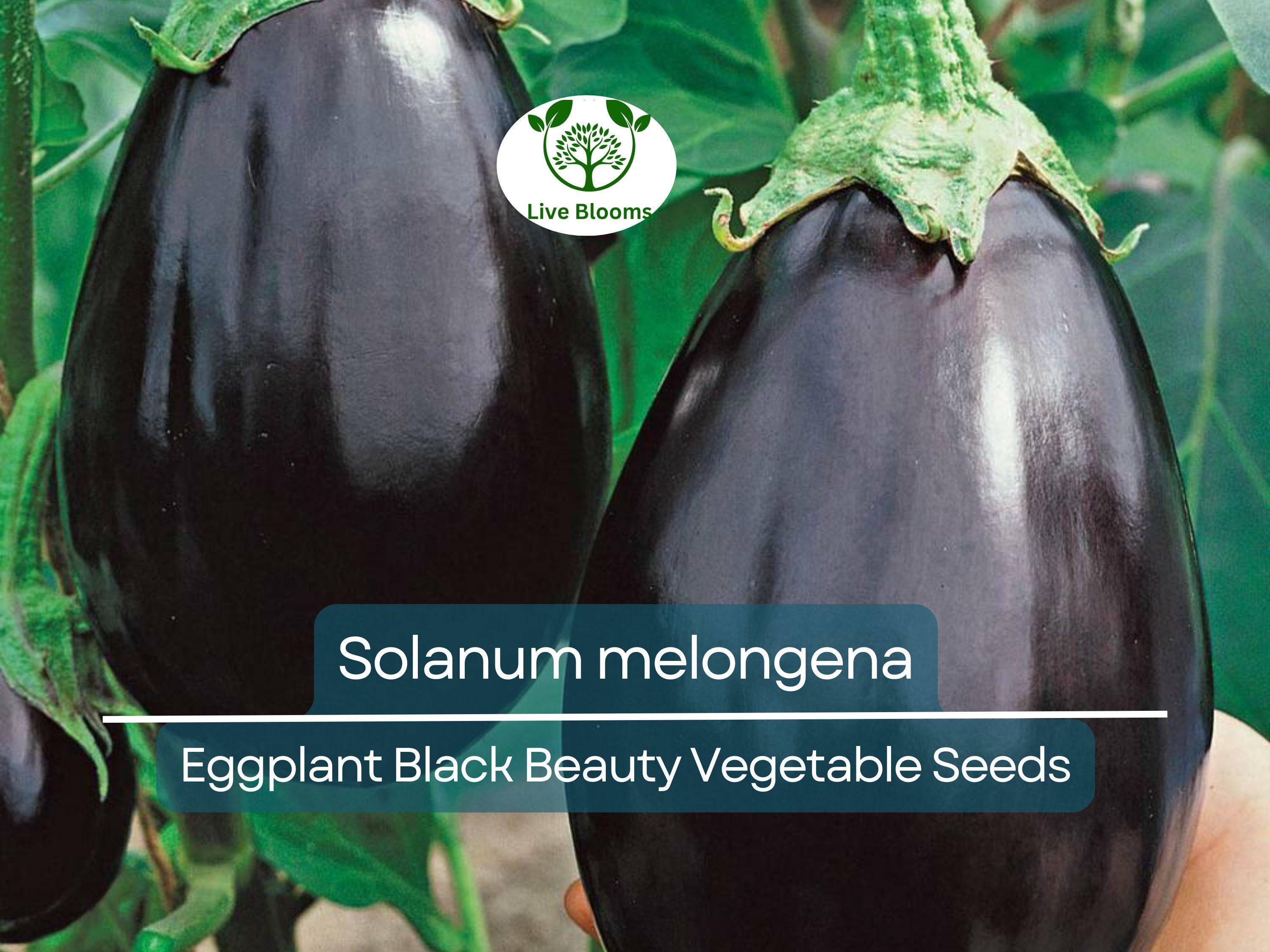 50 Seeds Eggplant Black Beauty (Solanum melongena) - Heirloom, Non-GMO, Dark Purple, Great for Garden, Organic Vegetable Planting