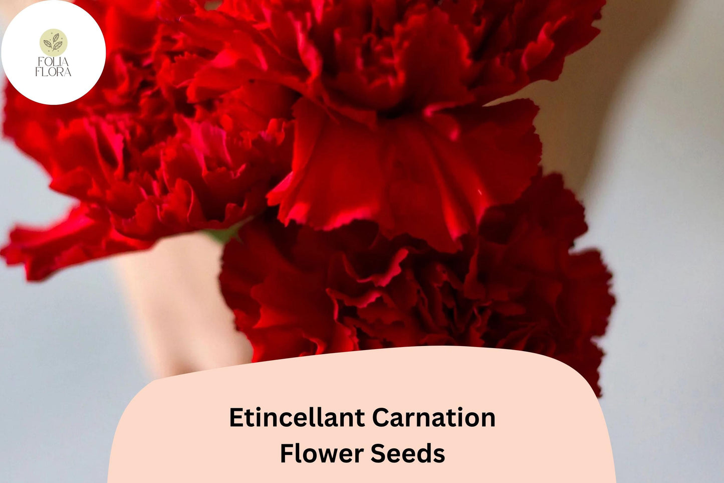 200+ Etincellant Carnation Seeds: Striking Red Blooms, Fragrant Cut Flowers, Hardy Garden Perennial, Easy to Grow