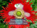 1000 Seeds Poppy Danish Flag, Red & White Cross Flowers, Huge Blooms, Pollinator-Friendly, Non-GMO, Stunning Garden Flowers for Borders