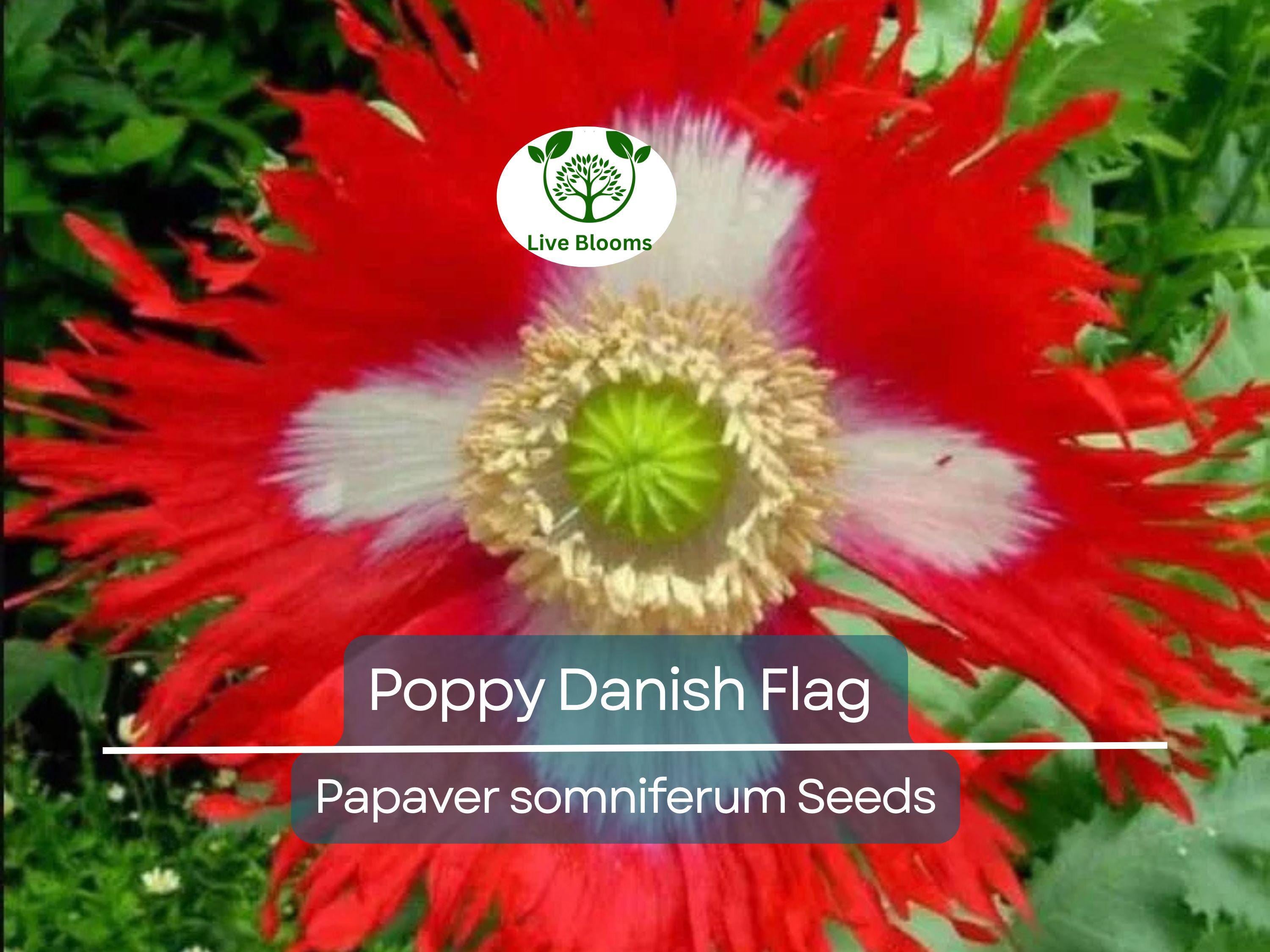 1000 Seeds Poppy Danish Flag, Red & White Cross Flowers, Huge Blooms, Pollinator-Friendly, Non-GMO, Stunning Garden Flowers for Borders