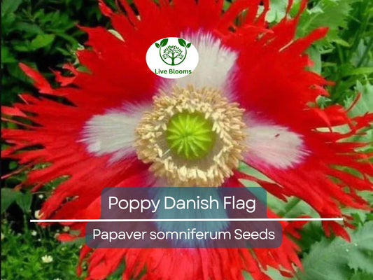 1000 Seeds Poppy Danish Flag, Red & White Cross Flowers, Huge Blooms, Pollinator-Friendly, Non-GMO, Stunning Garden Flowers for Borders