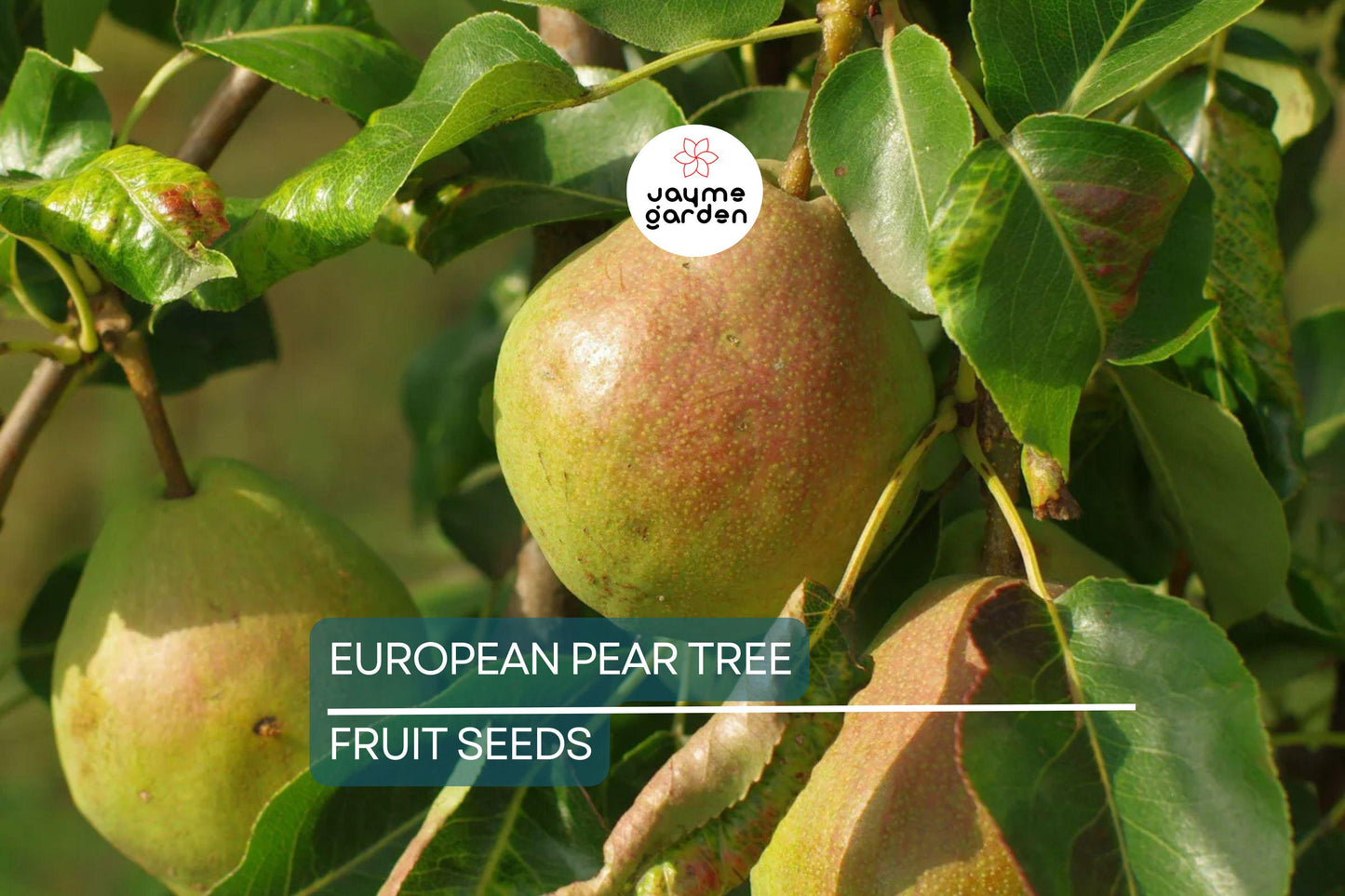 10 European Pear Tree Seeds (Pyrus communis) – Hardy Fruit Tree, White Spring Blossoms, USDA Zones 5-8, Fast-Growing Ornamental