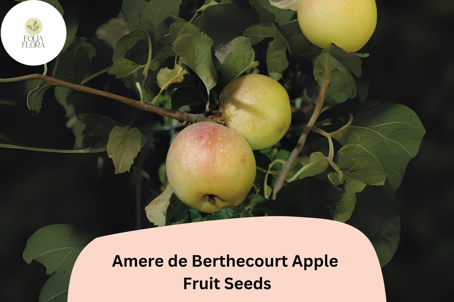 25+ Amere de Berthecourt Apple Seeds | French Heirloom | Cider Apple Variety | Malus domestica | Garden Fruit Tree Seeds