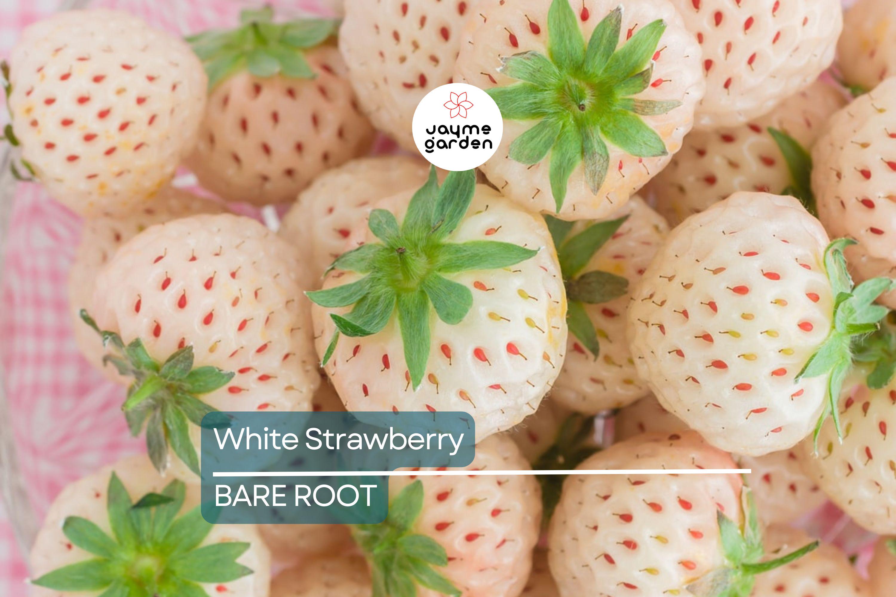 6 Bare Root Pineberry Plants, White Strawberries with Pineapple Taste, Organic, Everbearing, Spring to Fall Harvest