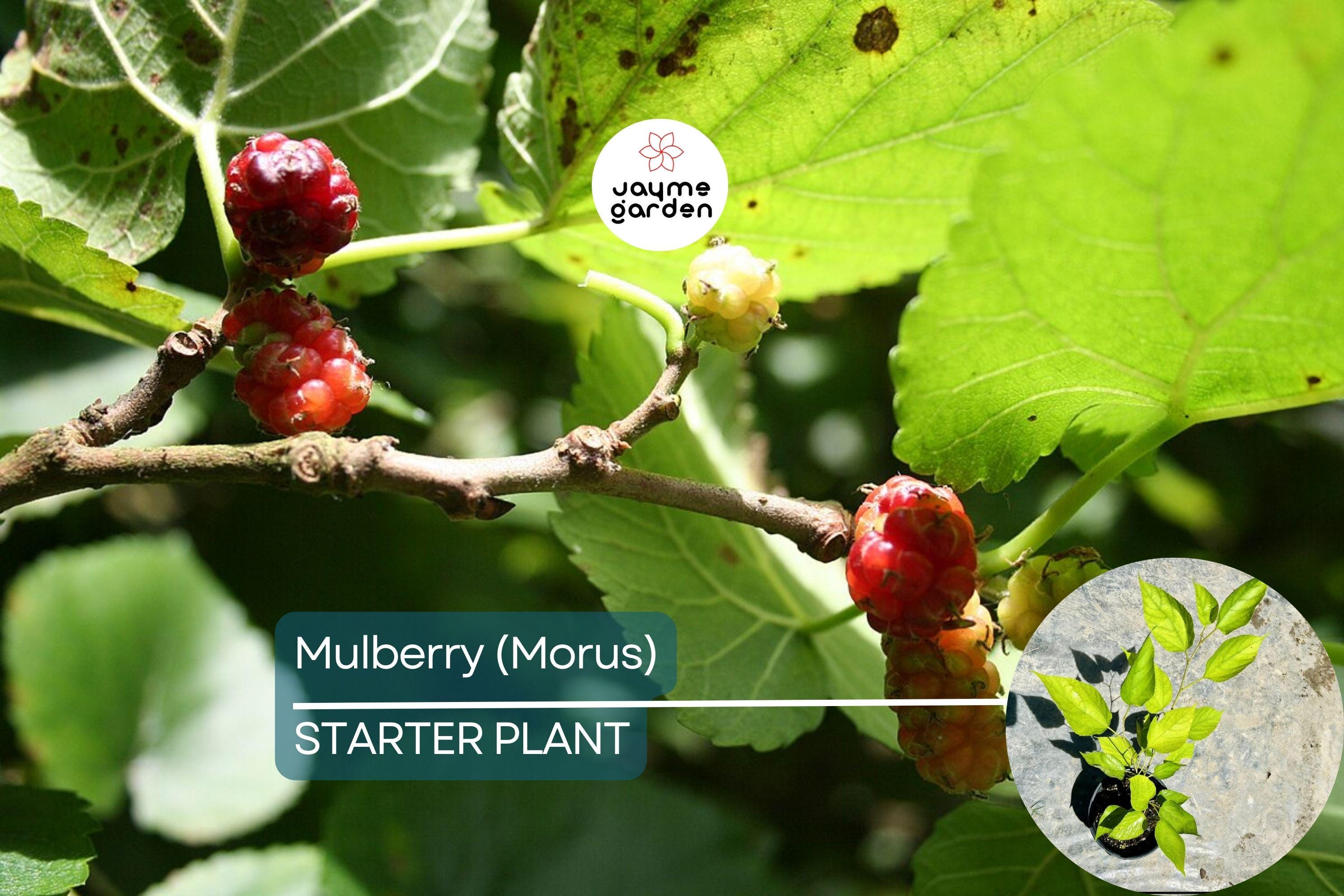 Mulberry Tree 1′-2′ Live Starter Tropical Fruit Tree | Morus | Sweet Berries | Perfect for Gardens | Easy to Grow & Nutritious