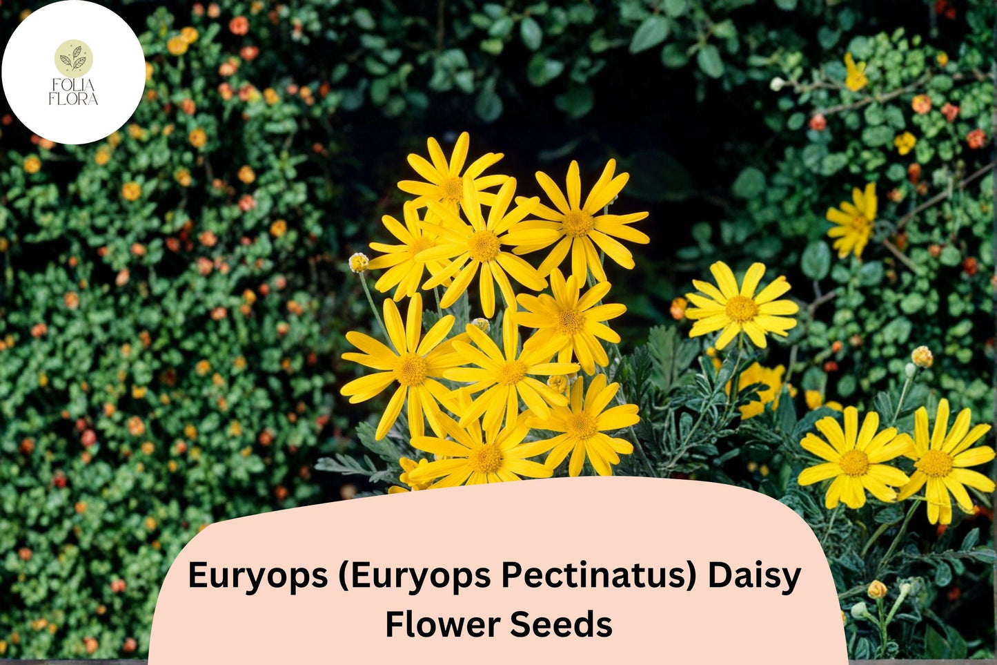 200+ Euryops Daisy Seeds | Euryops pectinatus | Yellow Blooms | Drought-Tolerant Perennial Flower