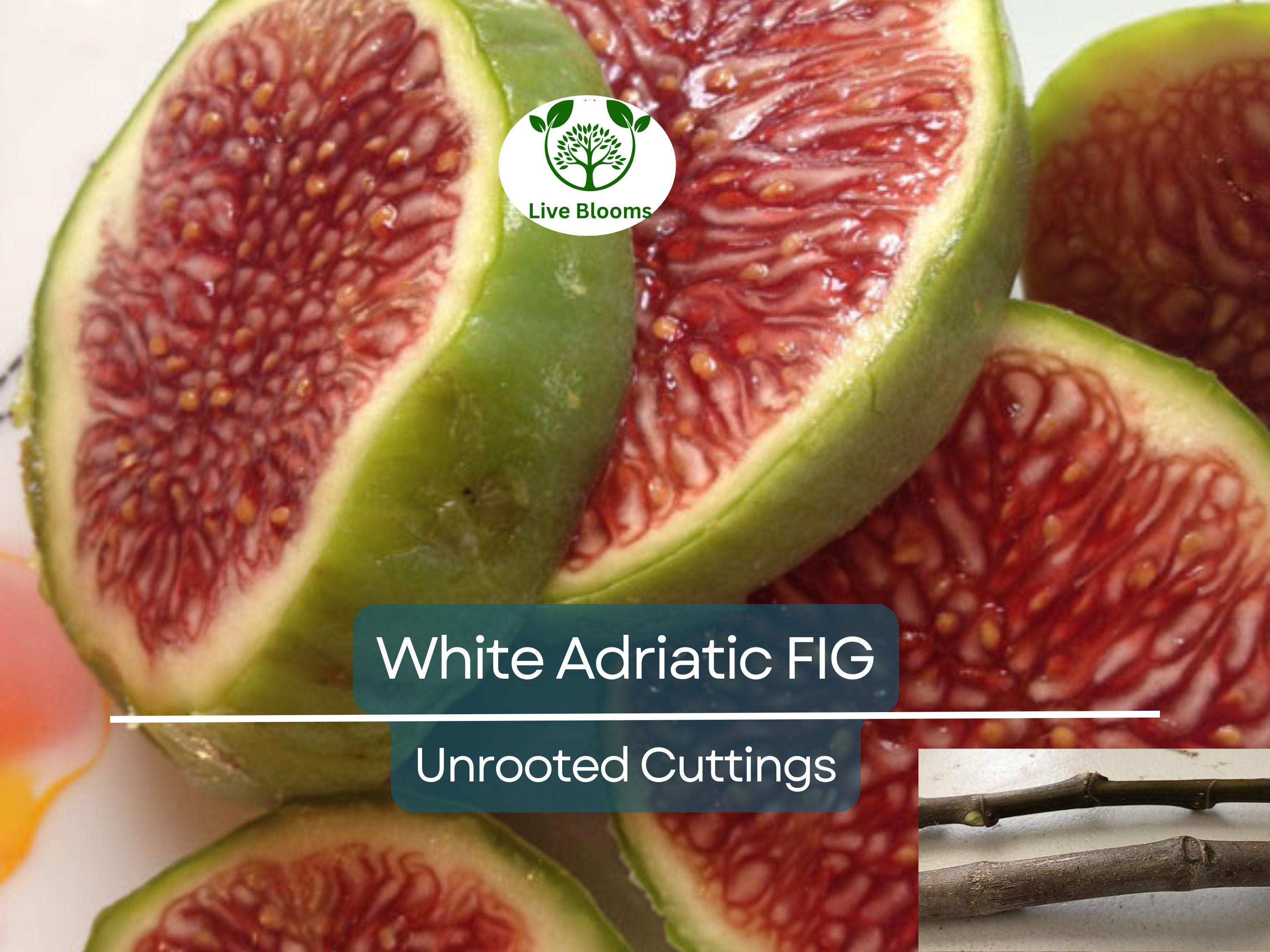 5 White Adriatic Fig Unrooted Cuttings 6-8" - Ficus carica - Sweet, Delicious Fresh Figs for Propagation & Home Gardens