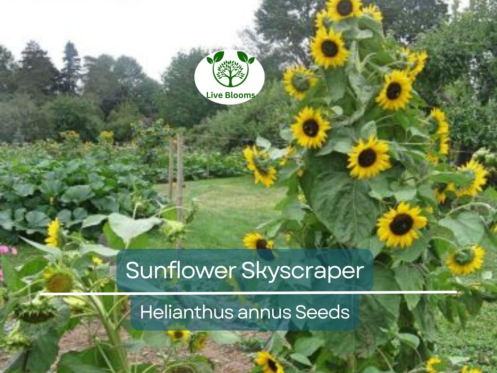 20 Seeds Sunflower Skyscraper, 144" Tall, Huge Edible Flowers, Heirloom Non-GMO, Giant Sunflower, Great for Gardens & Pollinators