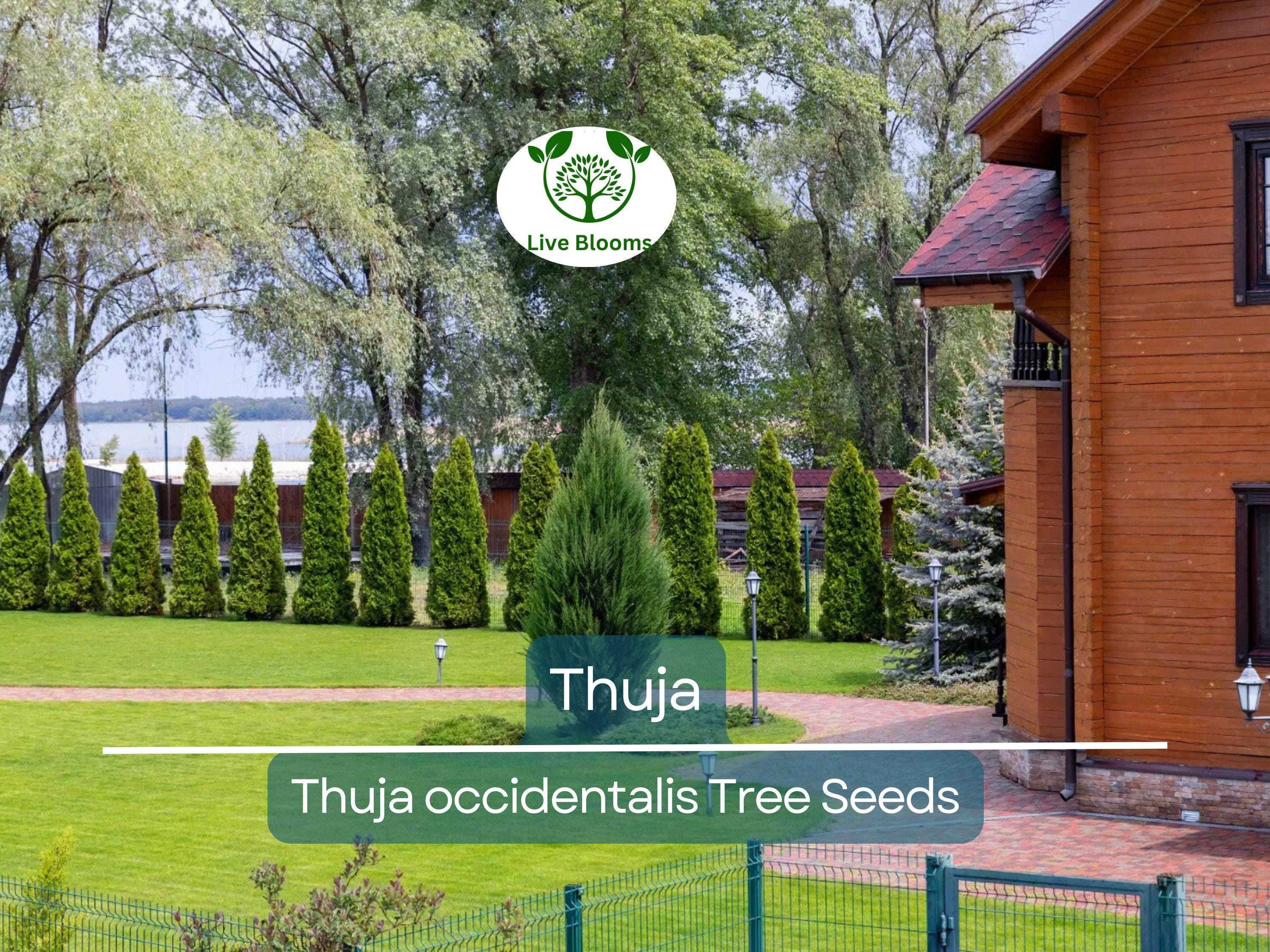 50 Thuja Tree Seeds (Thuja occidentalis), White Cedar Arborvitae, Fast-Growing Hedge Row, Privacy Screen, Evergreen, Perfect for Landscaping