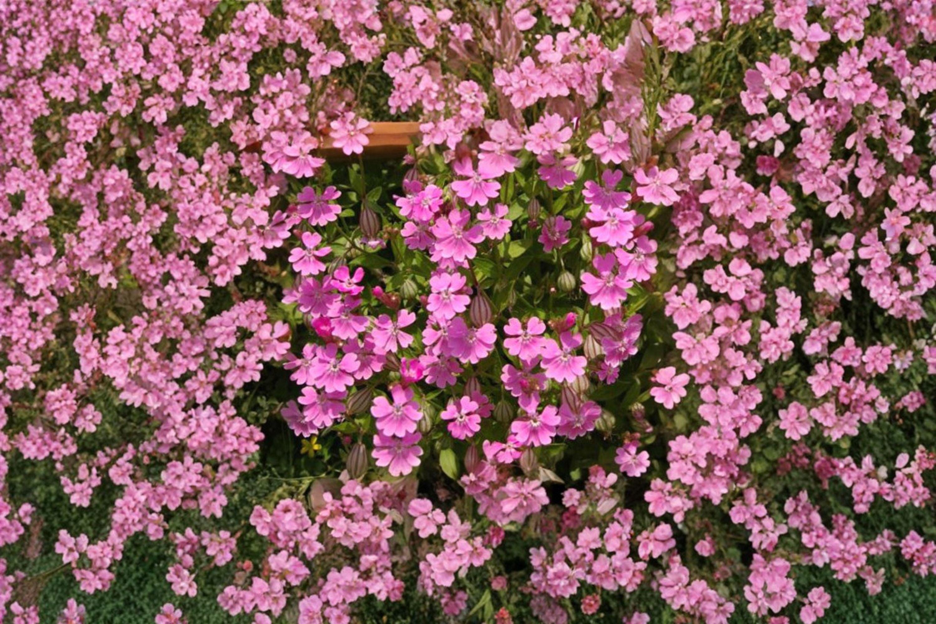 Nodding Catchfly – Silene pendula 100 Seeds | Low-Growing Annual | Bright Pink Blooms | Cottage Garden Favorite