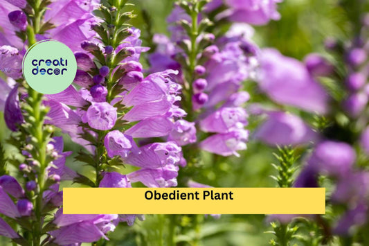 10 Obedient Plants – Physostegia Virginiana Bare Root Perennials, Organically Grown Live Roots for Pollinator and Cottage Gardens