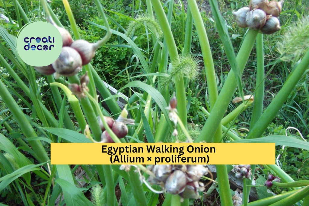 Egyptian Walking Onion | Allium × proliferum | Set of 5 Bare Root Perennial Onion Plants | Hardy Heirloom Vegetable
