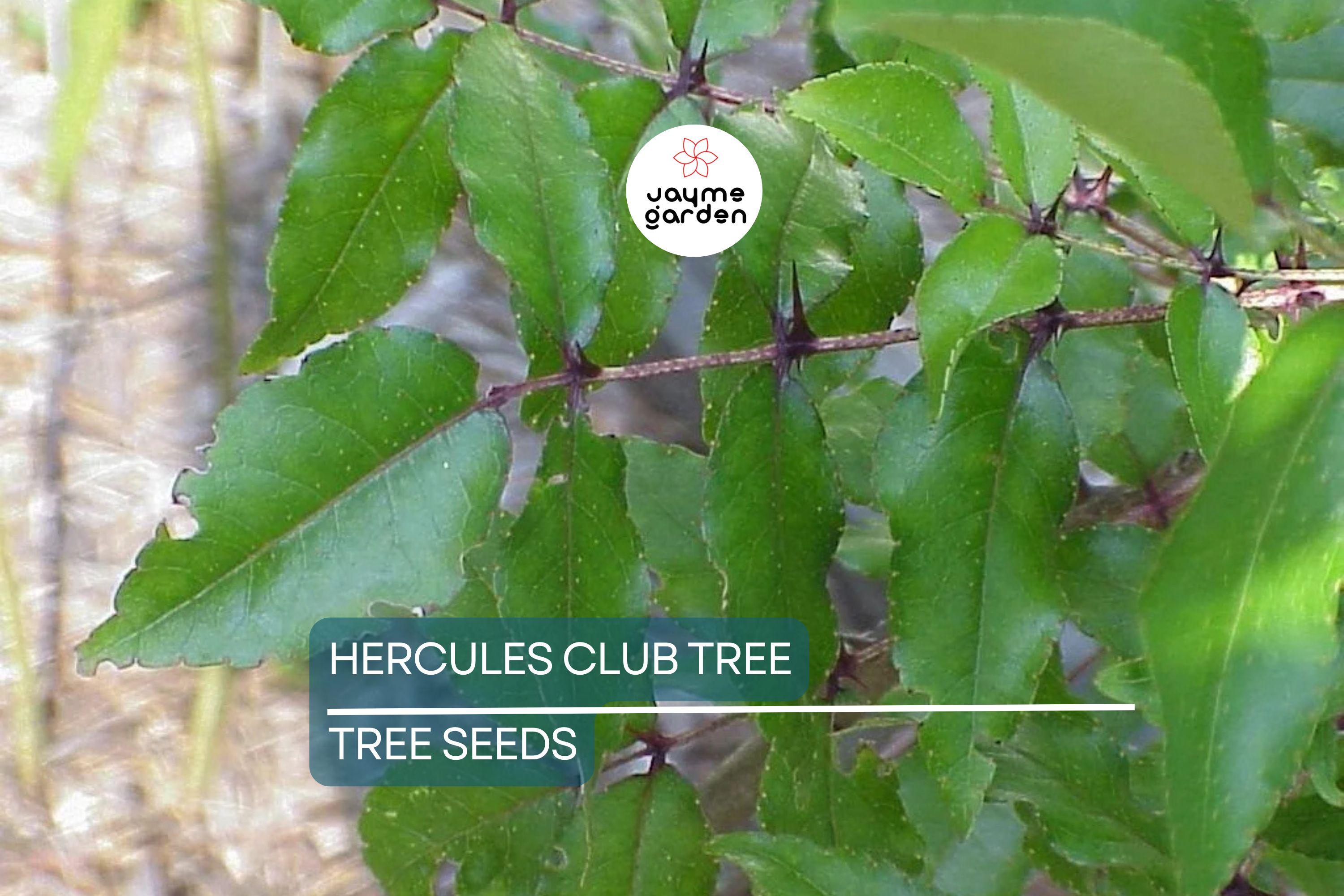 20 Hercules' Club Tree Seeds - Zanthoxylum clava-herculis, Prickly Ash, Rare Fast-Growing, Full Sun, USDA Zones 7-9, 50 ft Height