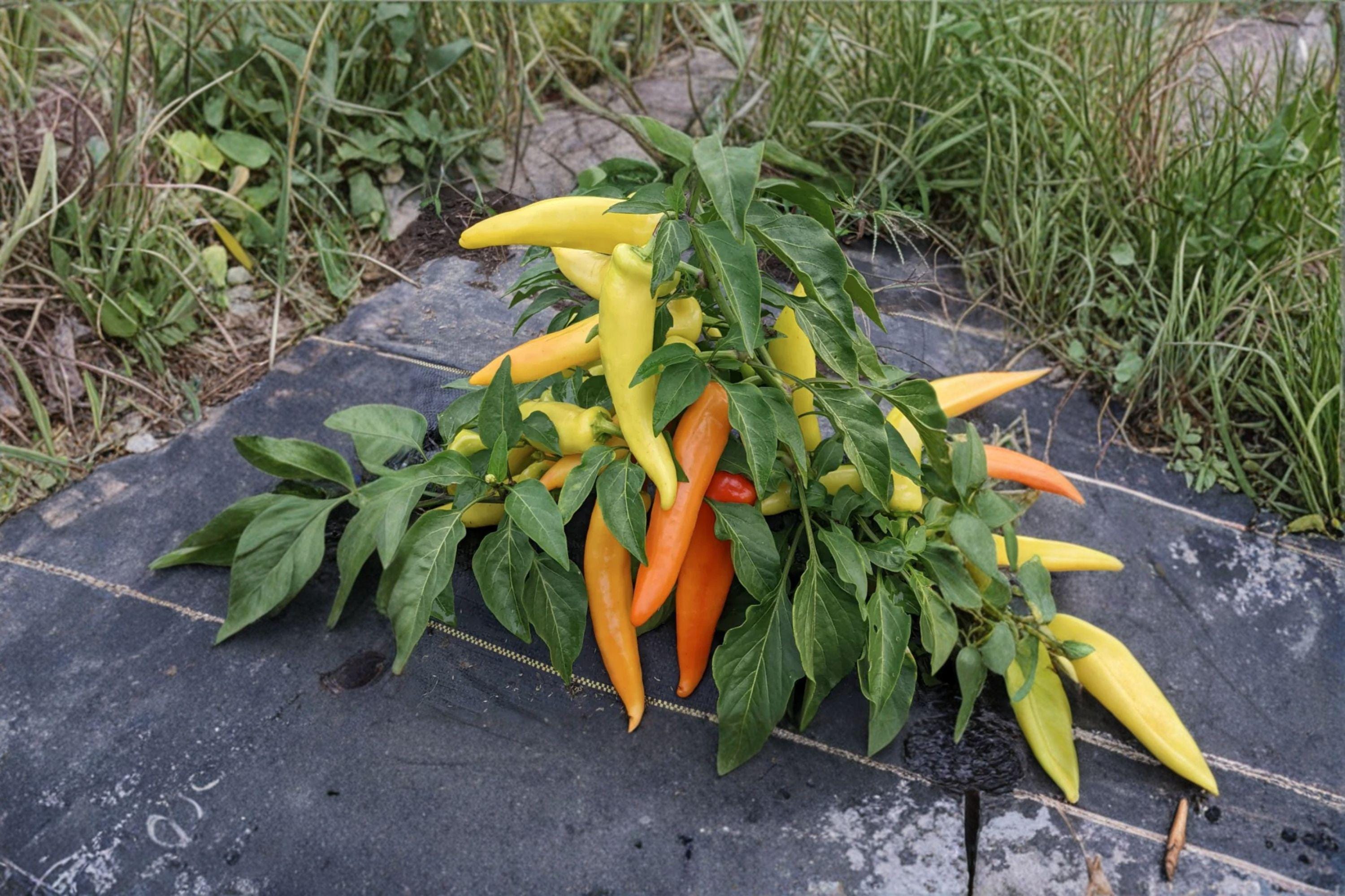 Hungarian Yellow Wax – Hot Pepper 30 Seeds | Classic Wax Pepper | Bright Yellow Fruits | Mild–Medium Heat