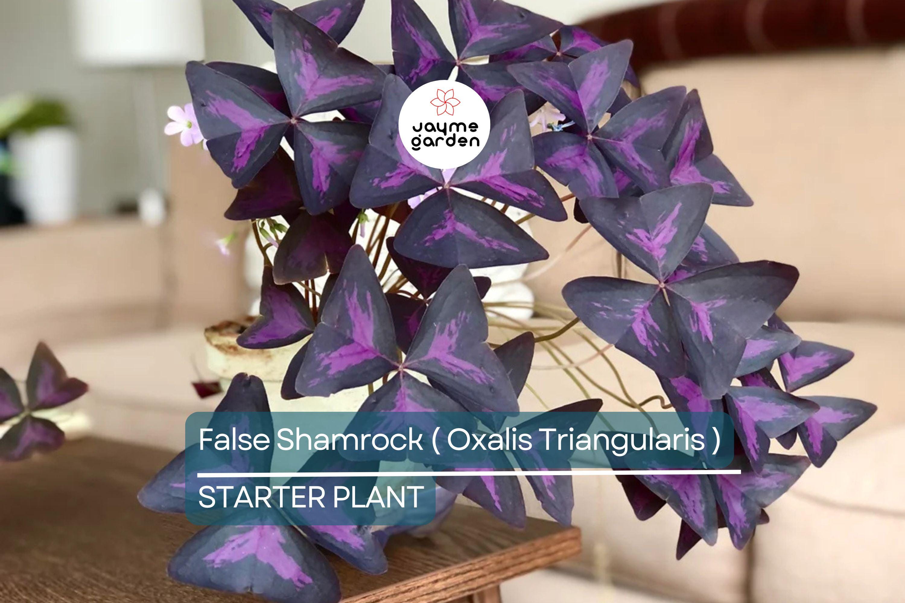 False Shamrock (Oxalis Triangularis) Ornamental Live Plant 10”-20” - Elegant Purple Three-Leaf Foliage for Indoor & Garden Decor