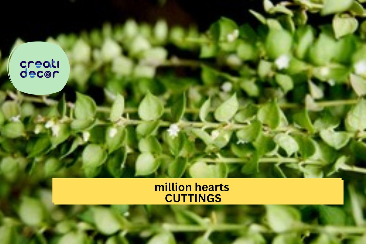 Dischidia ruscifolia Cutting | Million Hearts Plant | 1 Unrooted Vine Starter | Easy Trailing Houseplant | Heart-Shaped Leaves