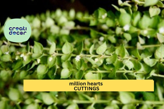 Dischidia ruscifolia Cutting | Million Hearts Plant | 1 Unrooted Vine Starter | Easy Trailing Houseplant | Heart-Shaped Leaves