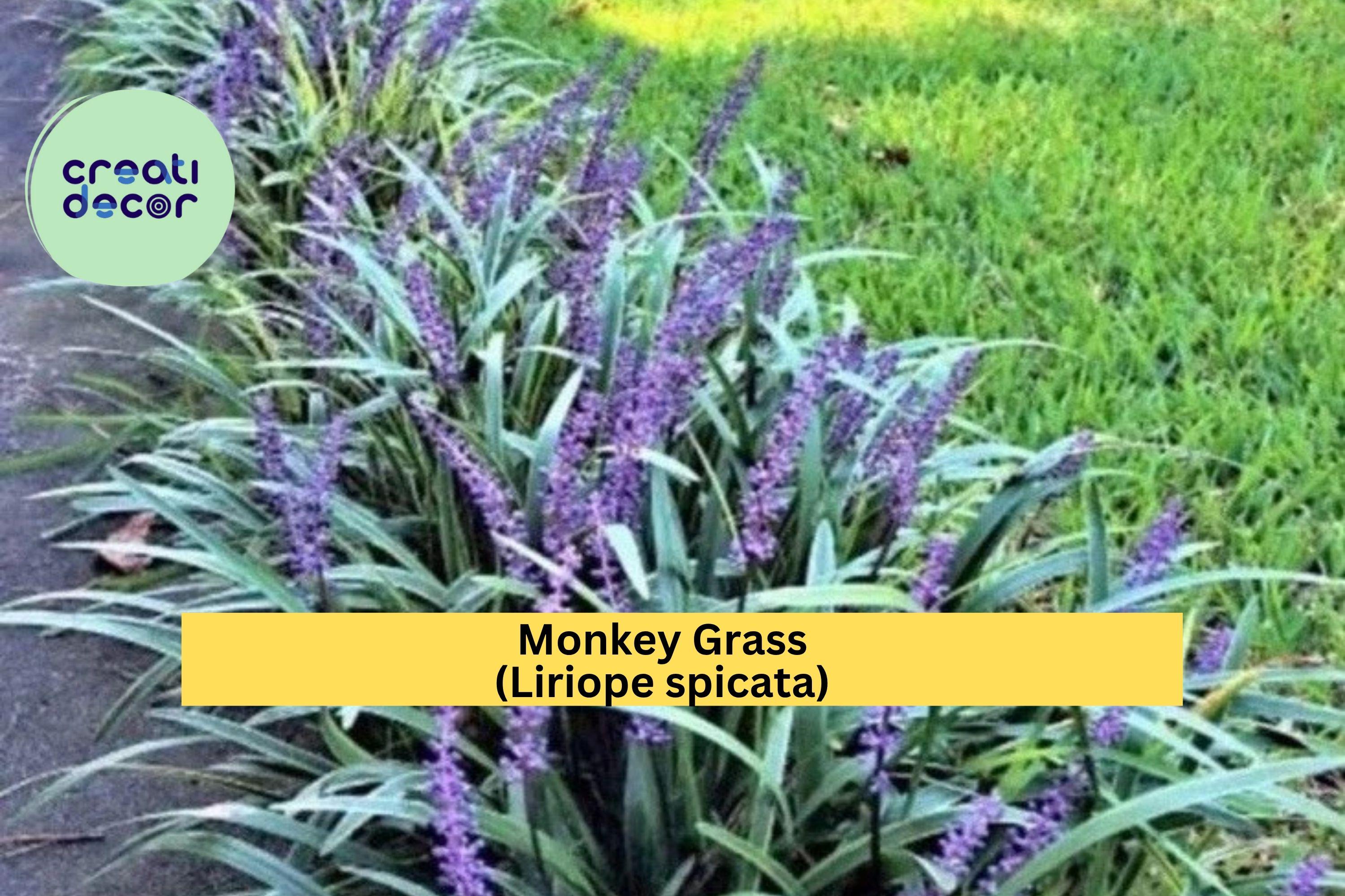 Monkey Grass ‘Big Blue’ – 50 Bare Root Liriope Spicata Plants, Hardy Clumping Ground Cover, Evergreen Border Grass for Sun or Shade