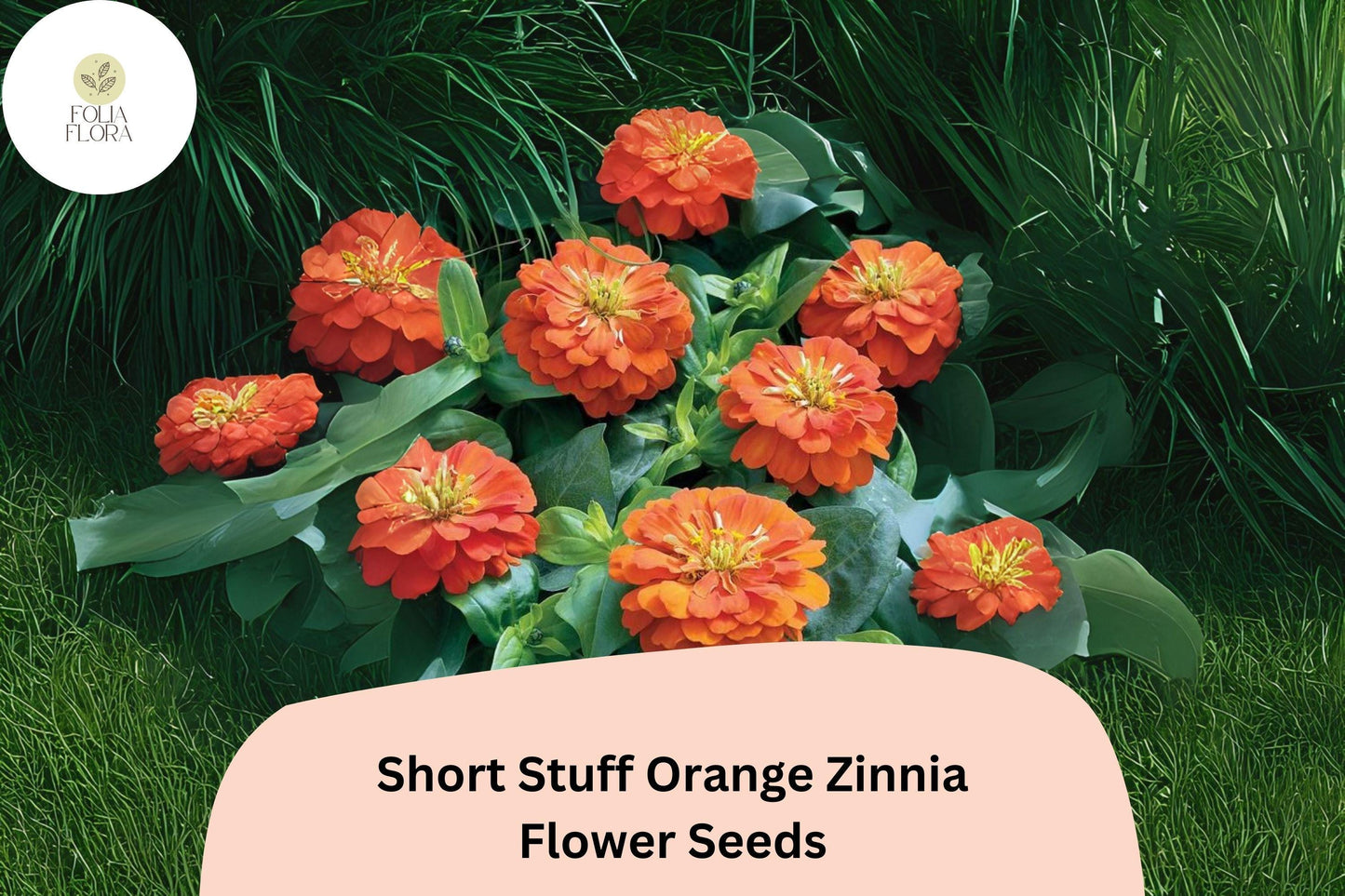 Short Stuff Orange Zinnia Seeds – 100+ Dwarf Bright Orange Annual Garden Flowers
