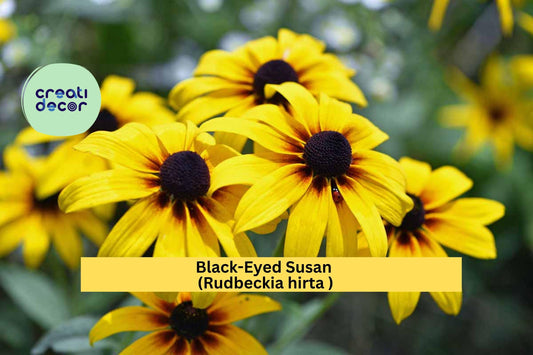 Black-Eyed Susan – Rudbeckia hirta – Large 3+ Year Well-Rooted Live Perennial Plant, Yellow Coneflower for Garden Borders
