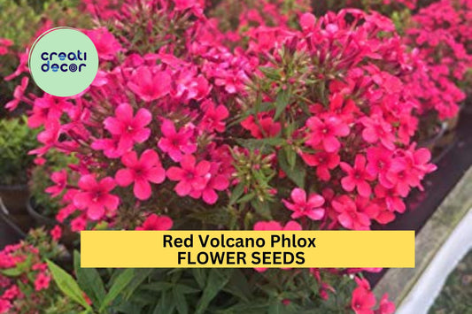 100+ Red Volcano Phlox Seeds – Bold Red Cluster Blooms for Garden Planting, Fragrant Perennial for Pollinator Gardens & Borders – USA