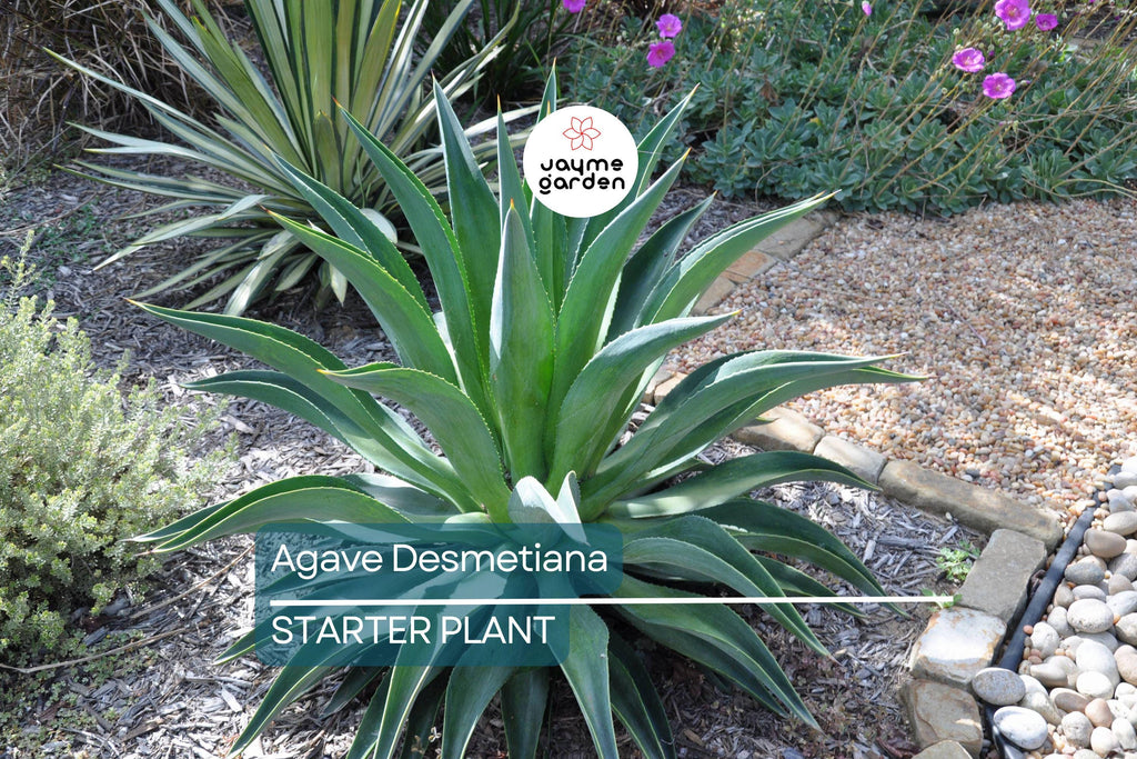 1 Pot Agave Desmetiana - Smooth Variegated Variegata Cactus Succulent - 6-8” Wide, Low-Maintenance Plant