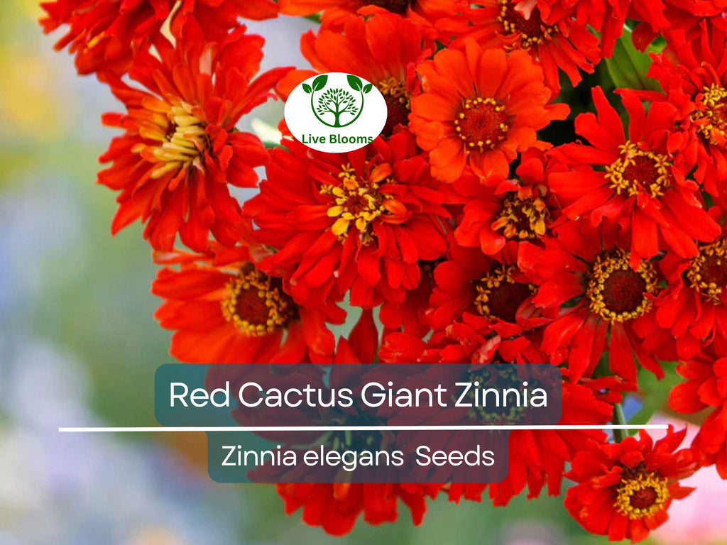 100 Seeds Zinnia Elegans Red Cactus Giant, Huge 4-5" Blooms, Cut Flowers, Non-GMO, Vibrant Garden Blooms