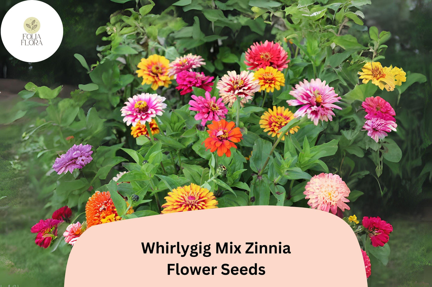100+ Whirlygig Mix Zinnia Seeds – Bi-Color Blooms for Garden Borders & Cut Flower Arrangements