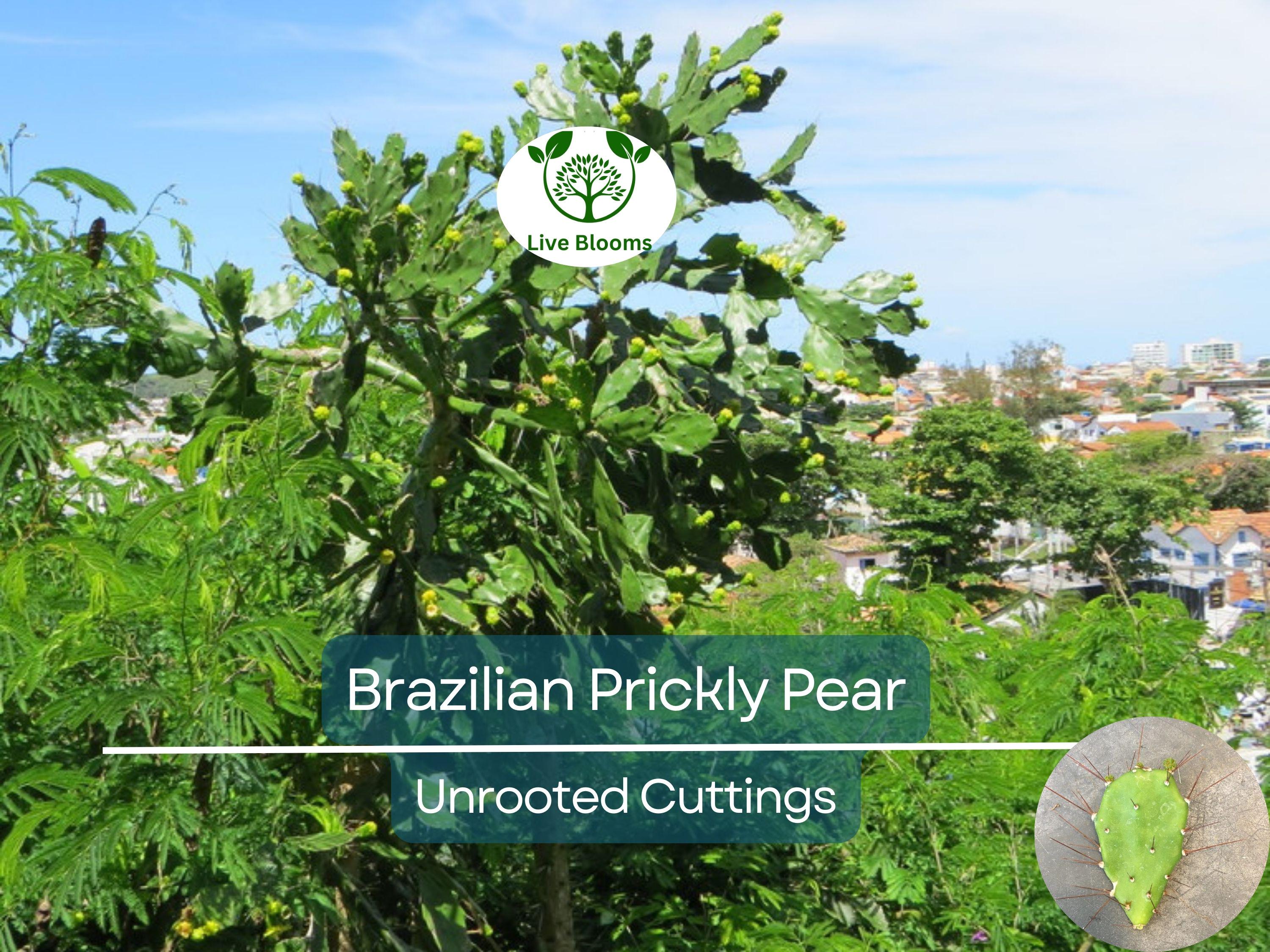 1 Brasiliopuntia brasiliensis (Brazilian Prickly Pear) Unrooted Cutting 1-2" – Treelike Cactus for Propagation, Gardening & Xeriscaping