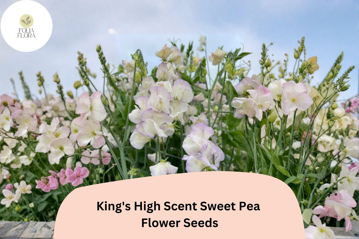 King’s High Scent Sweet Pea Seeds | Lathyrus odoratus Flowers Garden Planting (50+ Seeds)