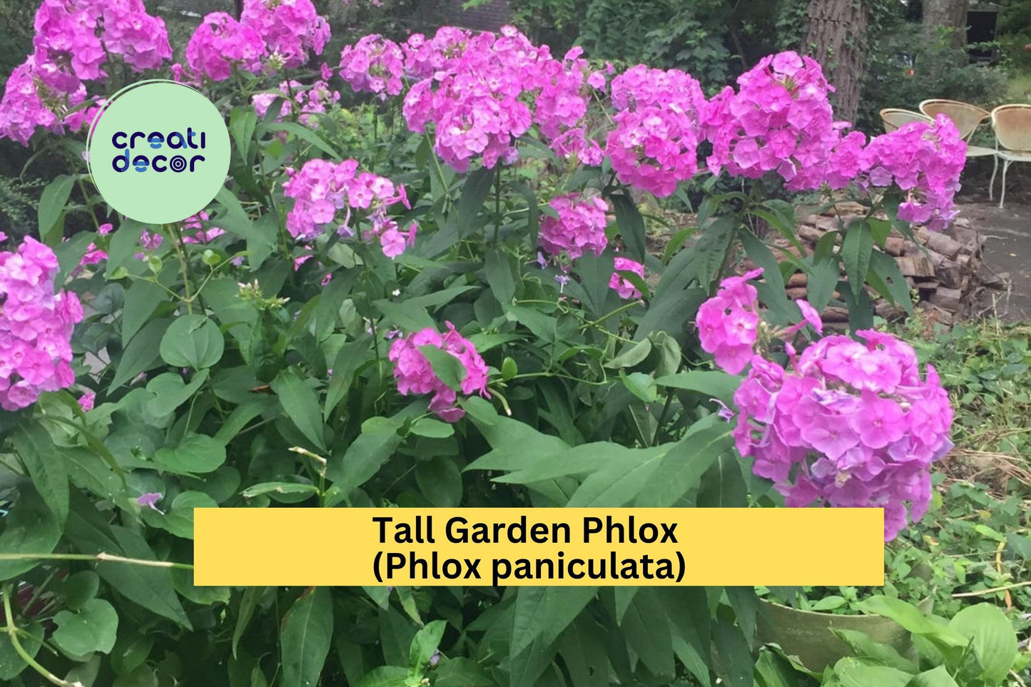 5 Tall Garden Phlox Bare Root Plants | Perennial Live Flowers | Summer Blooming Butterfly Attracting Garden Perennials