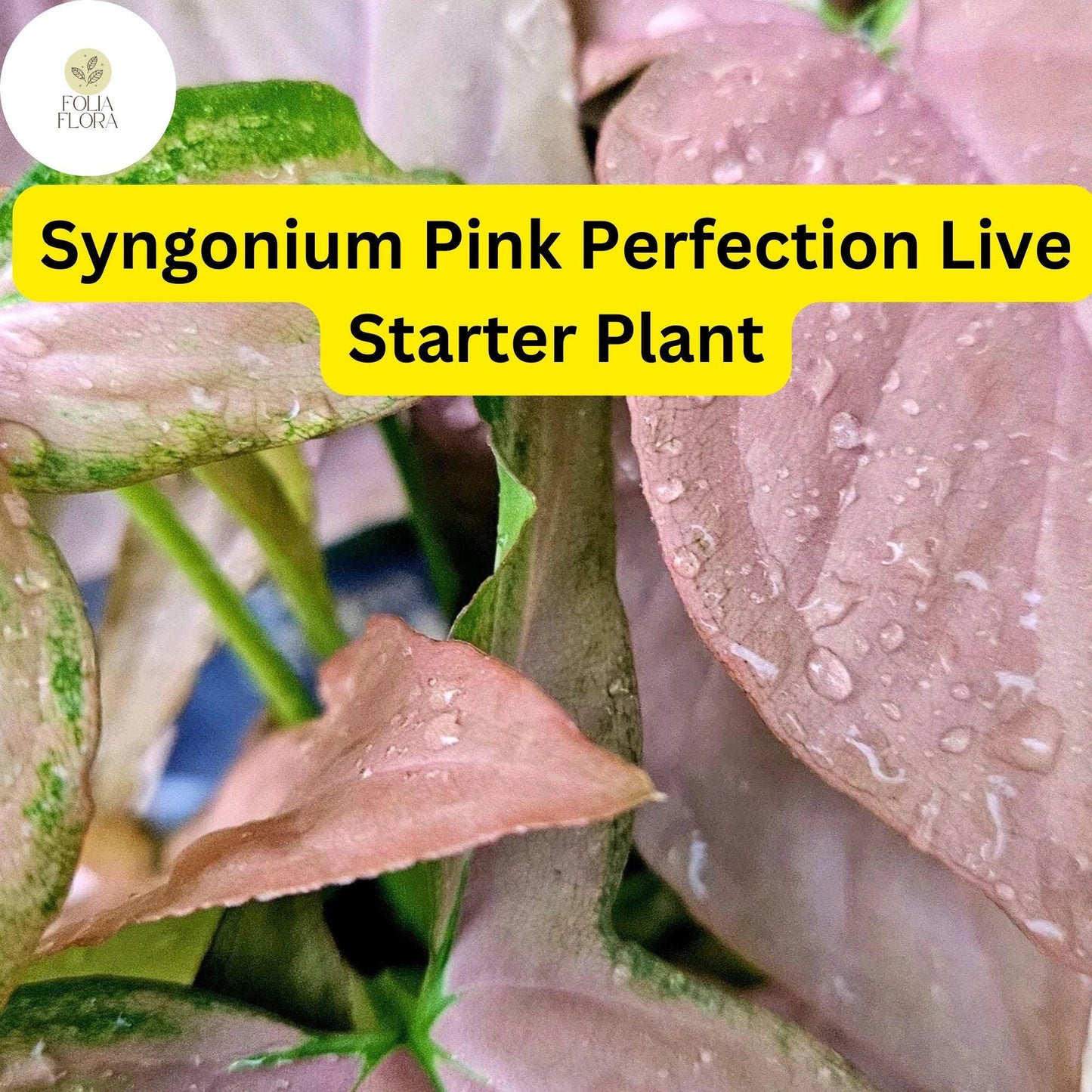 1 Syngonium podophyllum 'Pink Perfection' - Live Arrowhead Plant in 4" Pot - Rare Pink Houseplant