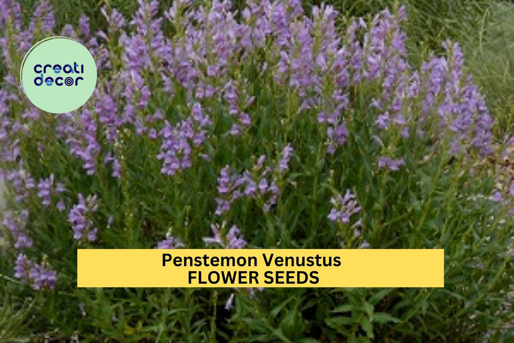 3pcs of 100mg Penstemon venustus Seeds – Venus Penstemon for Pollinator Gardens, Slopes, and Native Landscaping Seeds for Planting