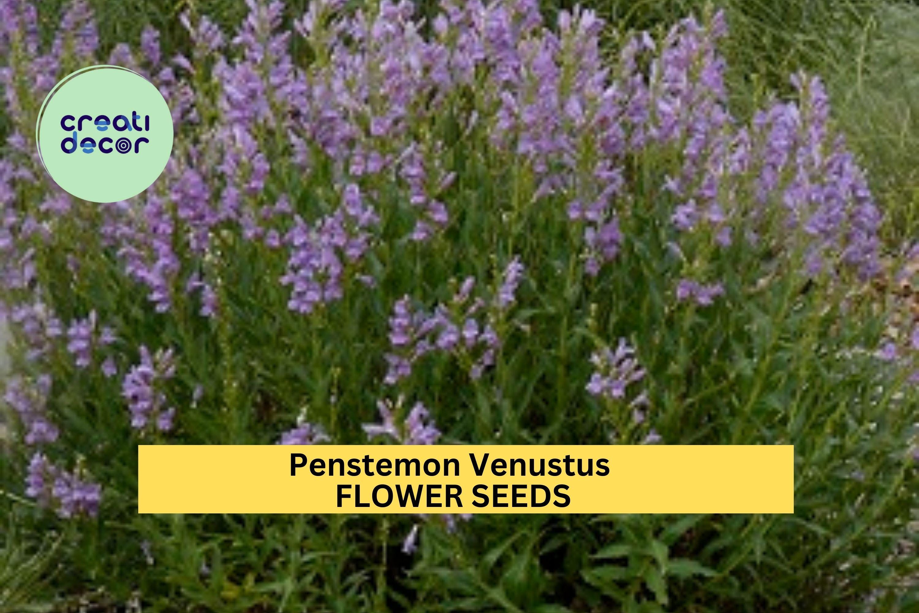 3pcs of 100mg Penstemon venustus Seeds – Venus Penstemon for Pollinator Gardens, Slopes, and Native Landscaping Seeds for Planting