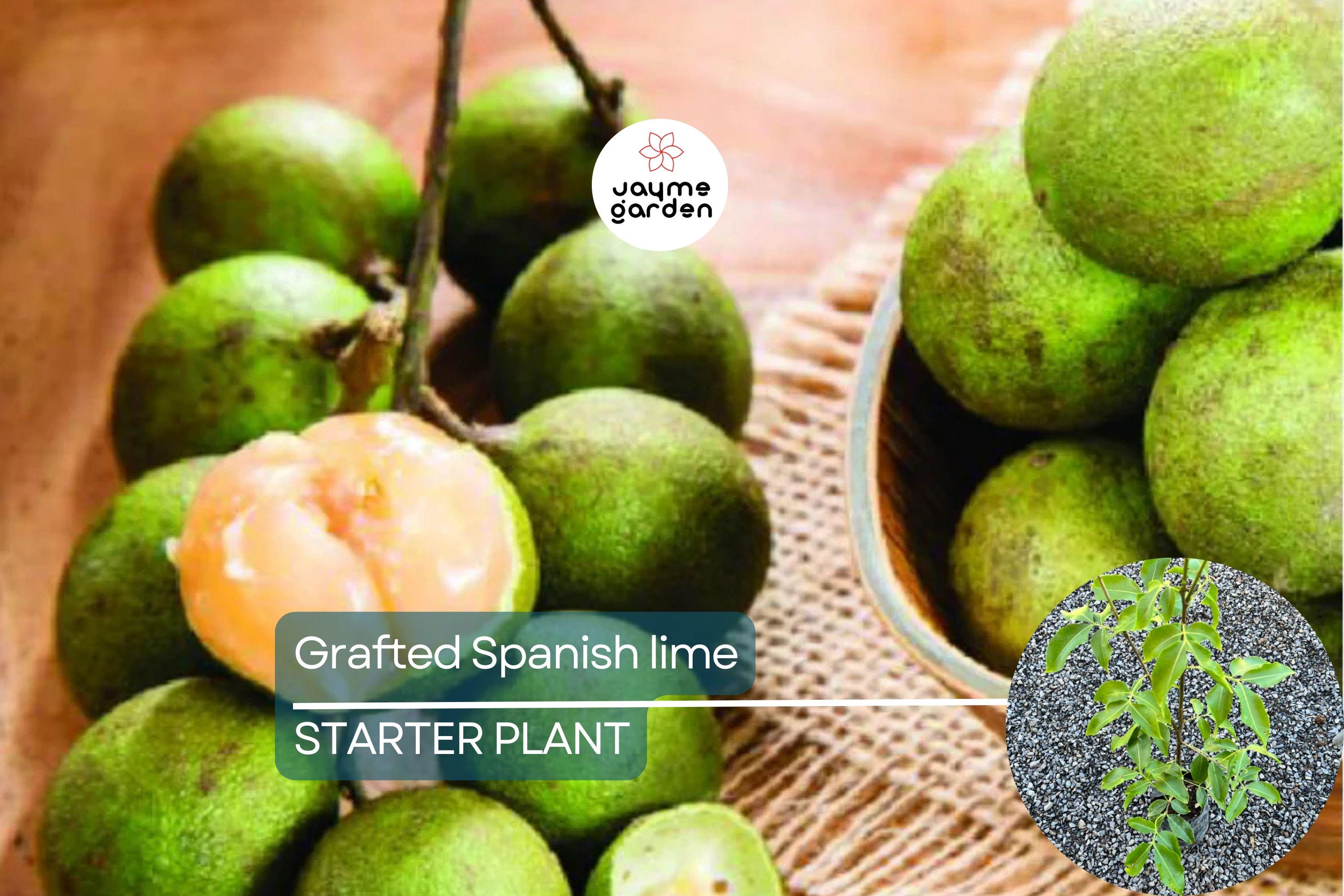 Grafted Spanish Lime Tropical Fruit Tree 12”-24” - Exotic Mamoncillo, Genip, Quenepa Delight for Your Garden
