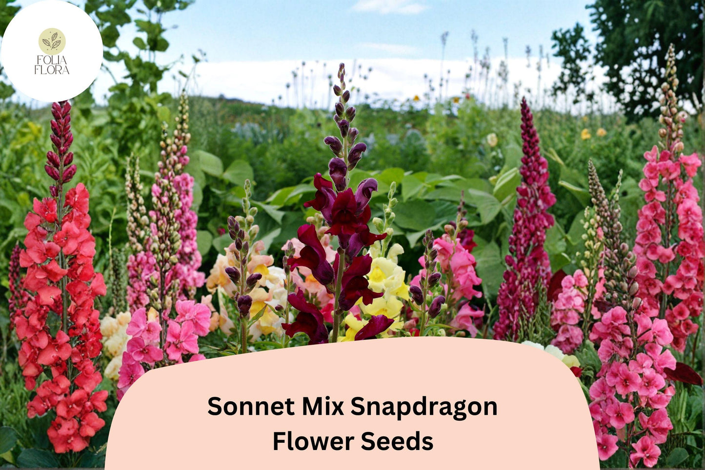1000+ Sonnet Mix Snapdragon Seeds | Antirrhinum majus | Colorful Garden Flowers for Beds, Borders