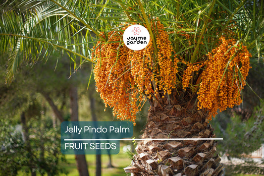 10 Jelly Pindo Palm Tree Seeds (Butia capitata) – Cold Hardy, Tropical Fruit, Exotic