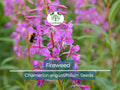 500 Fireweed Seeds | Rosebay (Chamerion angustifolium) | Perennial Herb Flower | Bulk, Wildflower, Pollinator, Native Plant