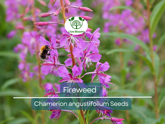 500 Fireweed Seeds | Rosebay (Chamerion angustifolium) | Perennial Herb Flower | Bulk, Wildflower, Pollinator, Native Plant