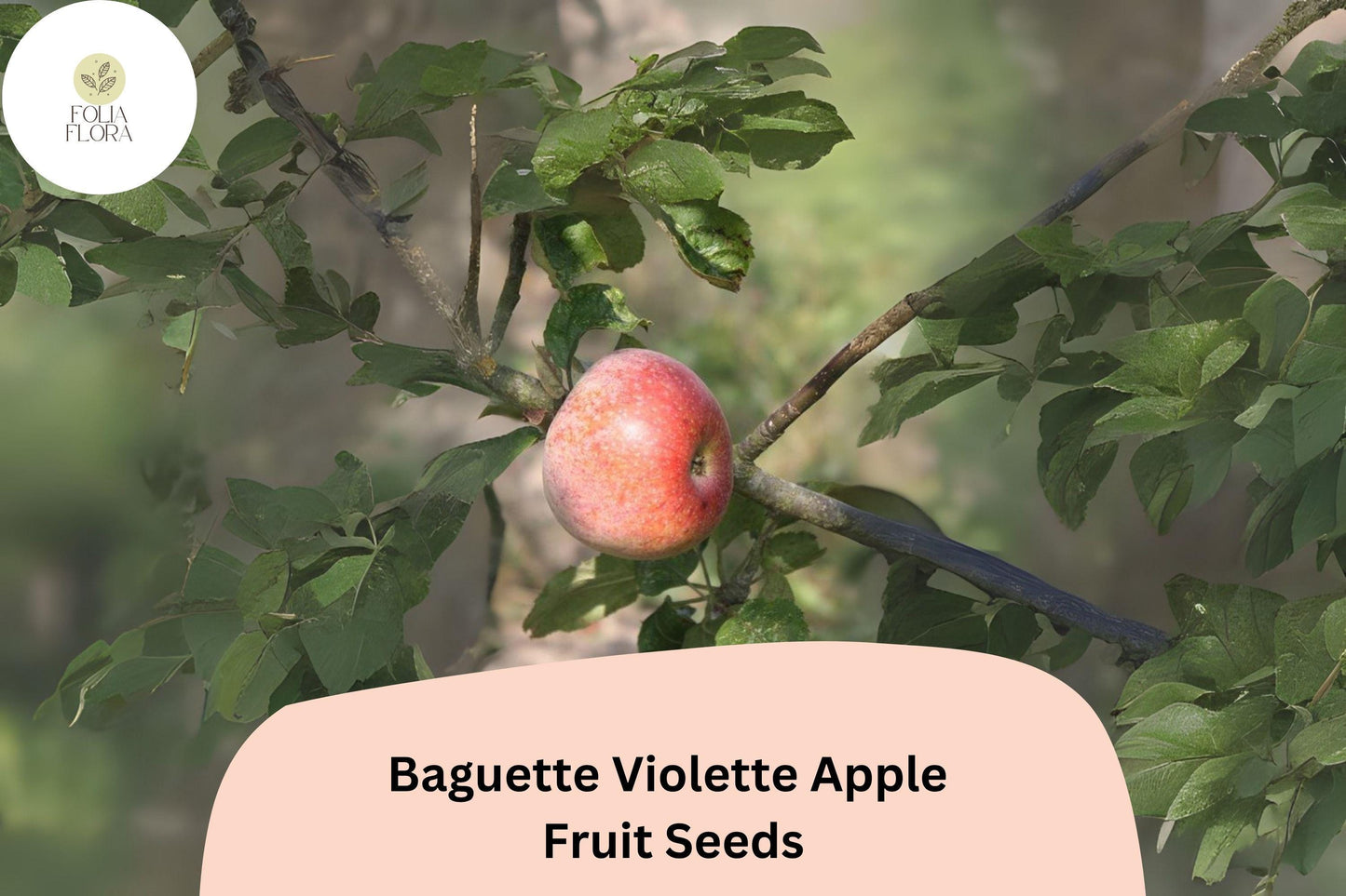 25+ Baguette Violette Apple Seeds | Rare French Heirloom | Malus domestica | Unique Orchard & Garden Planting