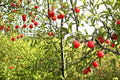 Chickasaw Plum 2 Live Plants 2ft Tall Bare Root (Prunus angustifolia) Plum Tree
