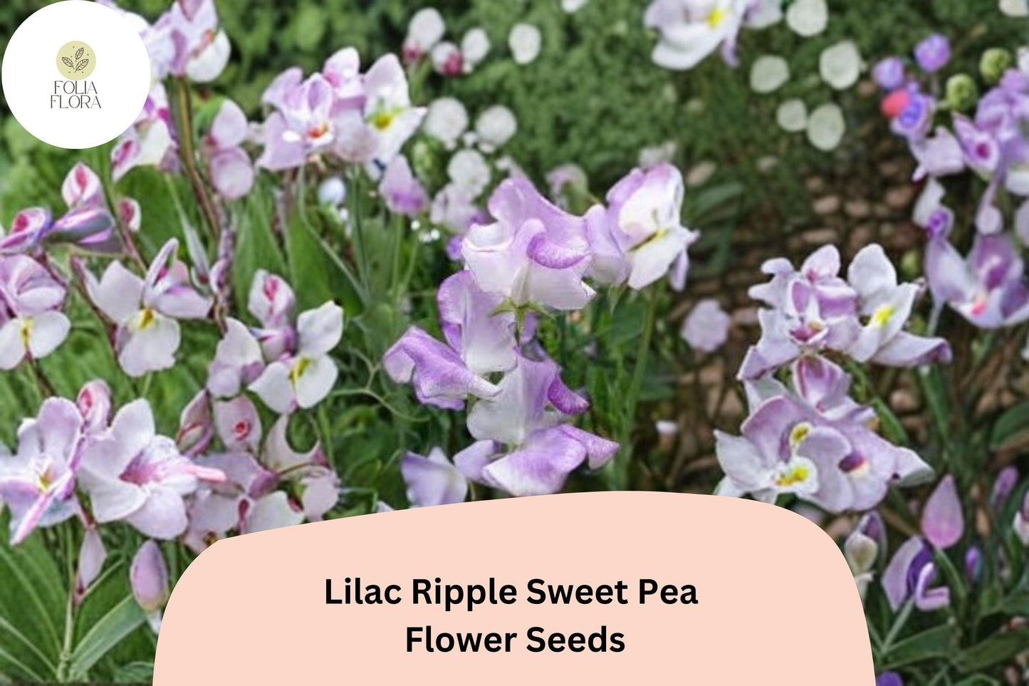 Lilac Ripple Sweet Pea Seeds | Lathyrus odoratus Vine Lilac Purple Flowers Garden (50+ Seeds)