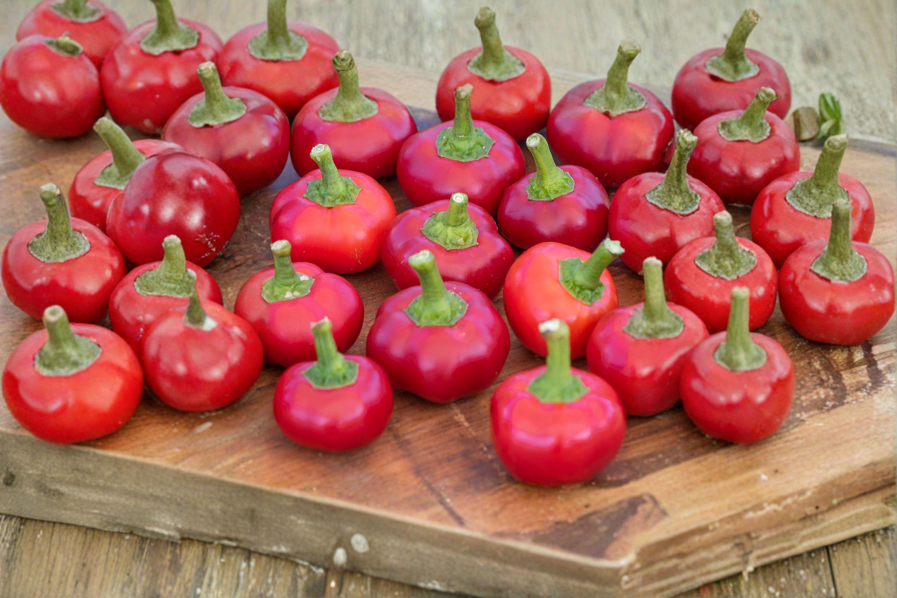 Large Cherry – Hot Pepper 30 Seeds | Round Cherry Peppers | Thick-Walled | Hot & Perfect for Pickling