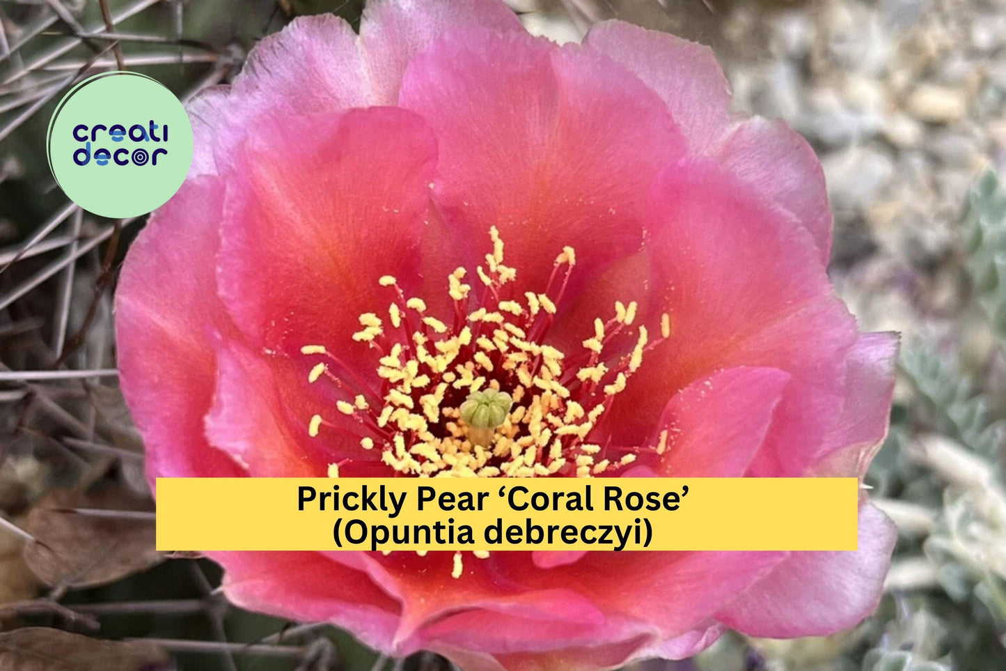 Prickly Pear Cactus ‘Coral Rose’ – Opuntia debreczyi – Cold Hardy Cactus Cutting for Drought-Tolerant Rock Gardens