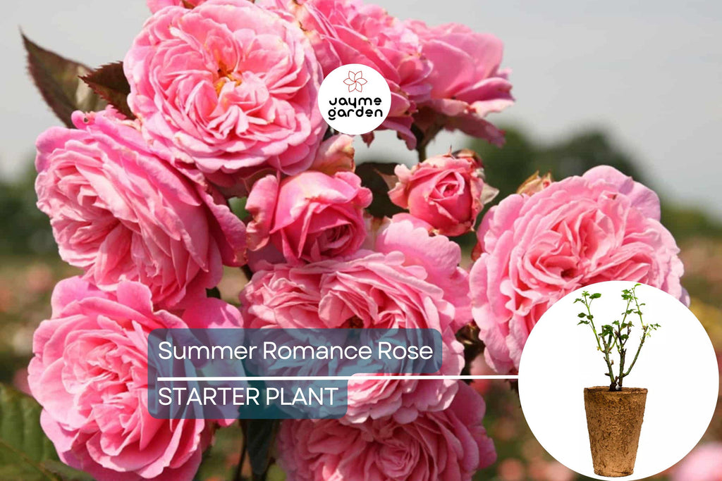 Summer Romance Rose - 1.5 Gal | Fragrant Pink Floribunda | Own-Root | Rebloomer | Apple & Licorice Scent | Hardy Zones 5-10