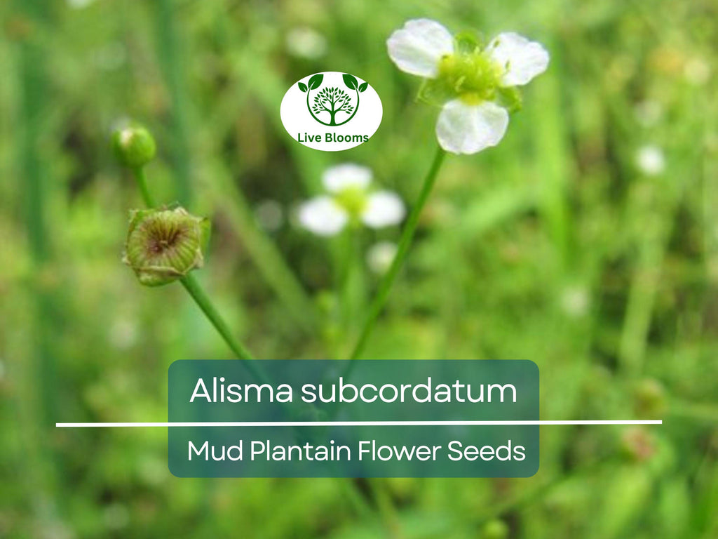 250 mg Seeds Alisma subcordatum (Mud Plantain) for Planting | Aquatic Native Perennial for Ponds, Wetlands & Wildlife Habitats